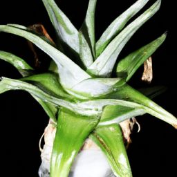 蘆薈<strong>美容</strong>護(hù)膚，白皙肌膚的秘密揭示！